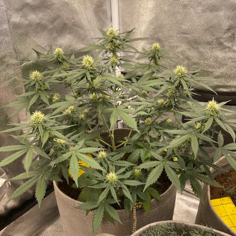 Auto Chem Scout growlog timeline photo
