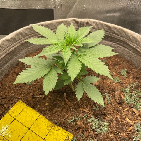 Auto Glueberry OG growlog timeline photo
