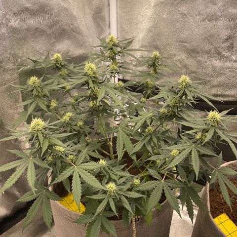 Auto Chem Scout growlog timeline photo