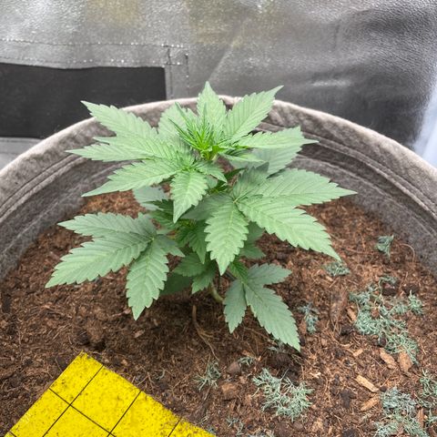 Auto Glueberry OG growlog timeline photo