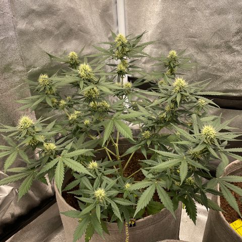 Auto Chem Scout growlog timeline photo