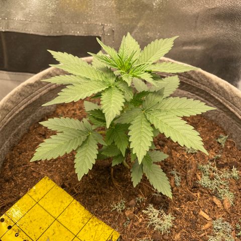 Auto Glueberry OG growlog timeline photo