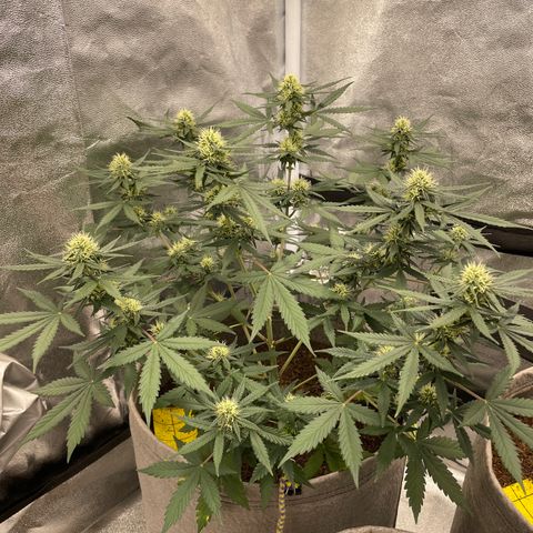 Auto Chem Scout growlog timeline photo