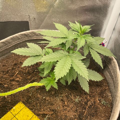 Auto Glueberry OG growlog timeline photo