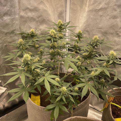 Auto Chem Scout growlog timeline photo
