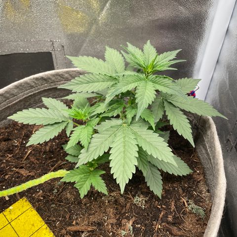 Auto Glueberry OG growlog timeline photo