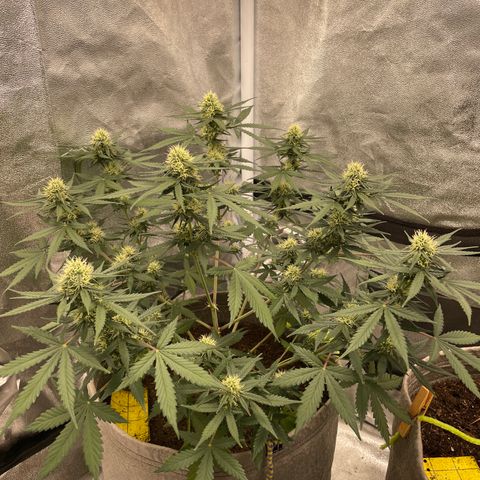 Auto Chem Scout growlog timeline photo