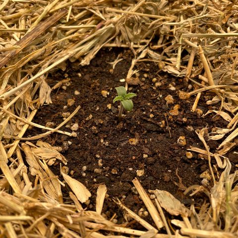 Auto Blackberry Kush growlog timeline photo