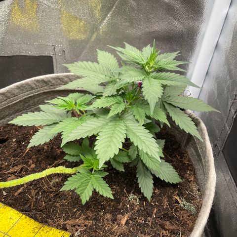Auto Glueberry OG growlog timeline photo