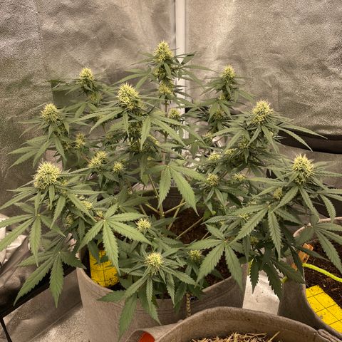 Auto Chem Scout growlog timeline photo