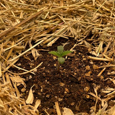 Auto Blackberry Kush growlog timeline photo