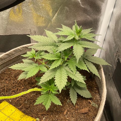 Auto Glueberry OG growlog timeline photo