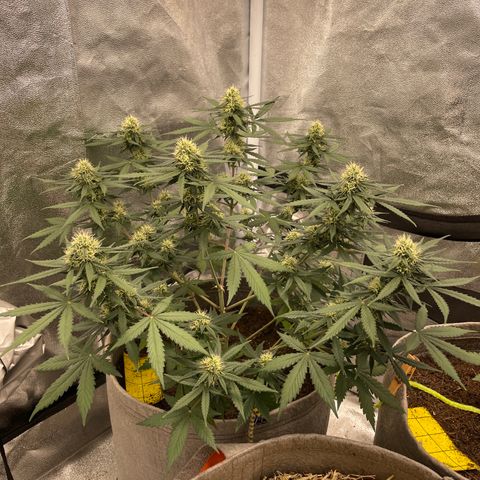Auto Chem Scout growlog timeline photo