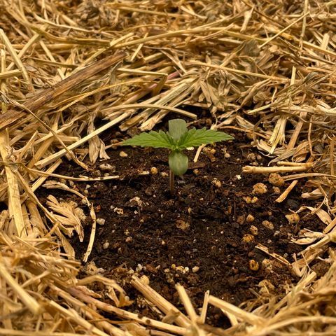 Auto Blackberry Kush growlog timeline photo