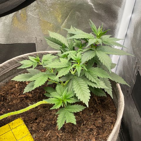 Auto Glueberry OG growlog timeline photo