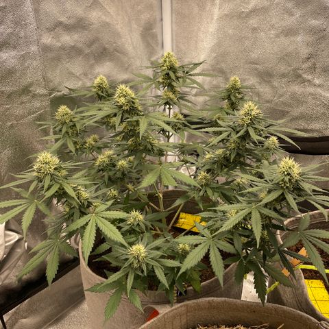 Auto Chem Scout growlog timeline photo