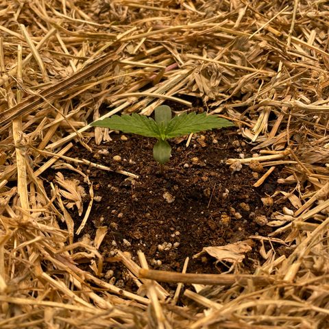 Auto Blackberry Kush growlog timeline photo