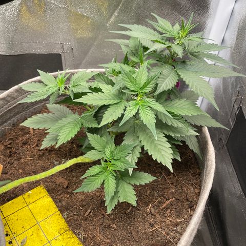 Auto Glueberry OG growlog timeline photo
