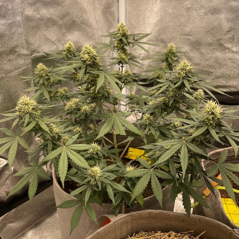 Auto Chem Scout growlog timeline photo