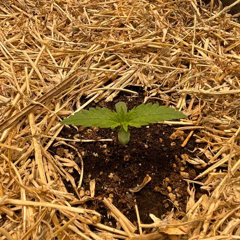 Auto Blackberry Kush growlog timeline photo