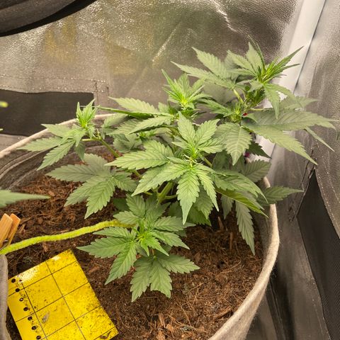 Auto Glueberry OG growlog timeline photo