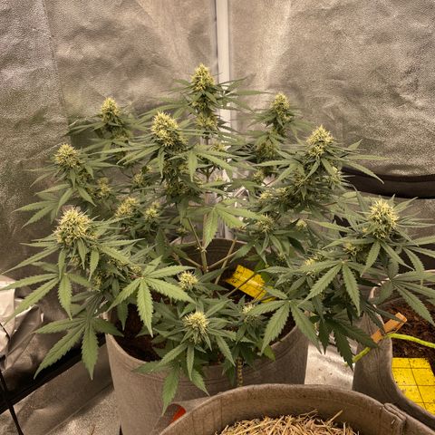Auto Chem Scout growlog timeline photo