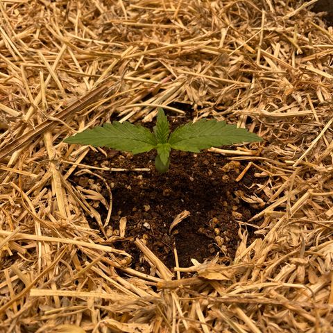 Auto Blackberry Kush growlog timeline photo