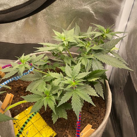 Auto Glueberry OG growlog timeline photo