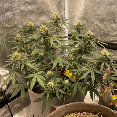 Auto Chem Scout growlog timeline photo