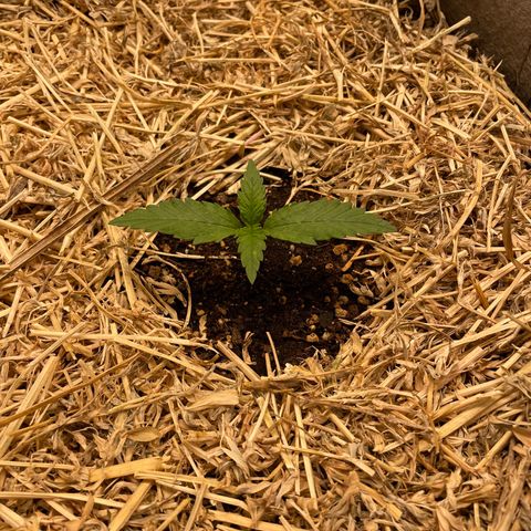 Auto Blackberry Kush growlog timeline photo