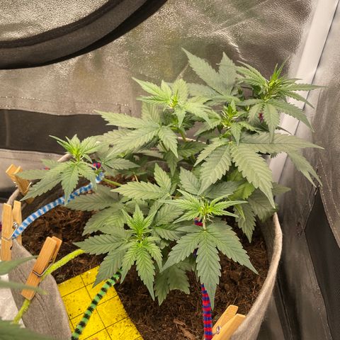 Auto Glueberry OG growlog timeline photo