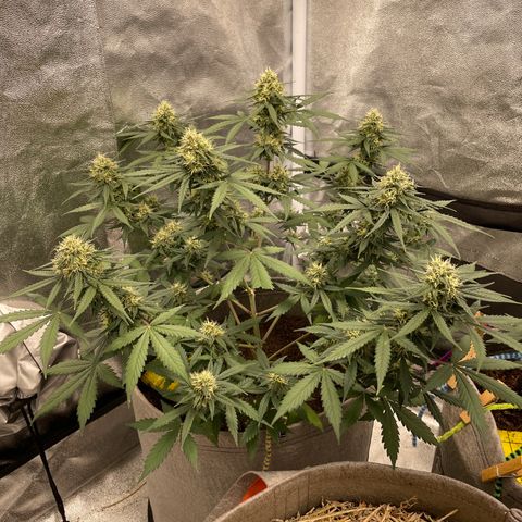 Auto Chem Scout growlog timeline photo