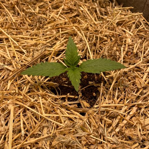 Auto Blackberry Kush growlog timeline photo