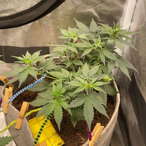 Auto Glueberry OG growlog timeline photo