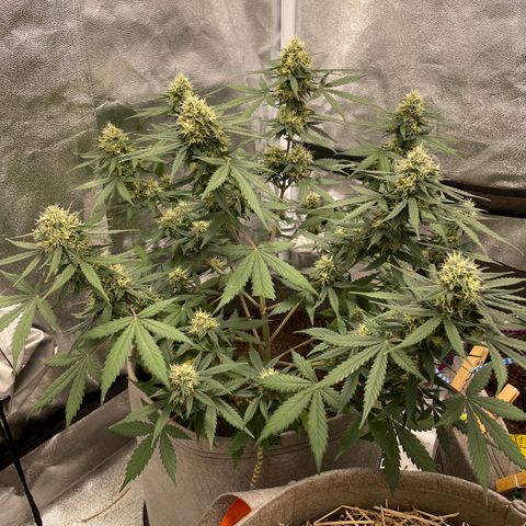 Auto Chem Scout growlog timeline photo