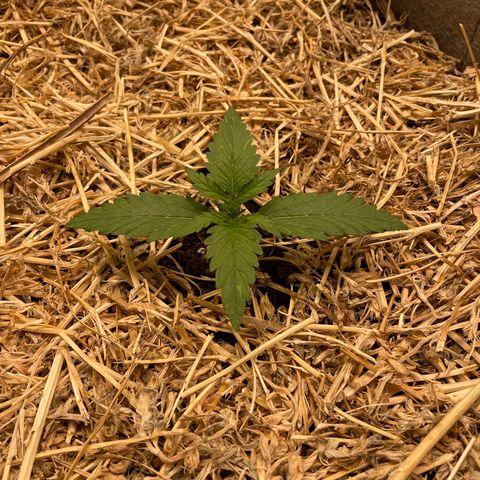 Auto Blackberry Kush growlog timeline photo