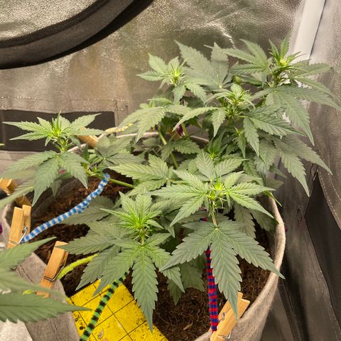 Auto Glueberry OG growlog timeline photo