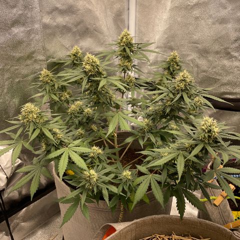 Auto Chem Scout growlog timeline photo