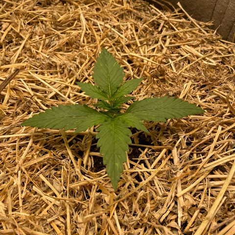 Auto Blackberry Kush growlog timeline photo