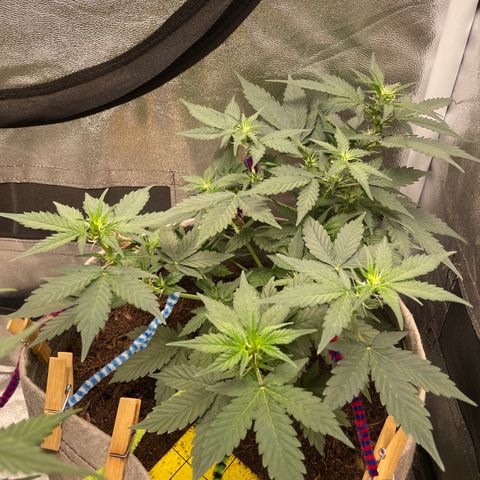 Auto Glueberry OG growlog timeline photo