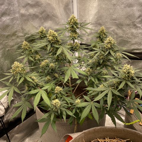 Auto Chem Scout growlog timeline photo
