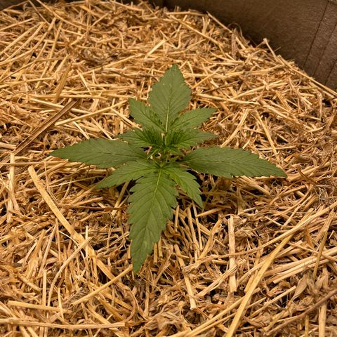 Auto Blackberry Kush growlog timeline photo