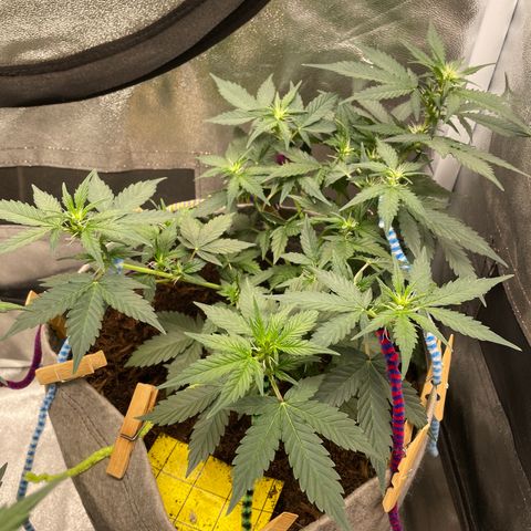 Auto Glueberry OG growlog timeline photo