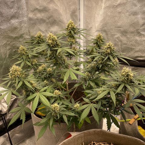 Auto Chem Scout growlog timeline photo