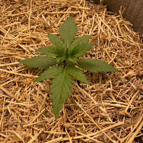 Auto Blackberry Kush growlog timeline photo