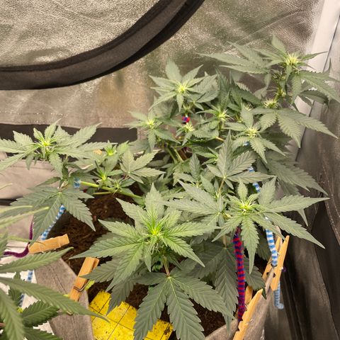 Auto Glueberry OG growlog timeline photo