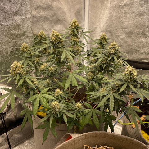 Auto Chem Scout growlog timeline photo