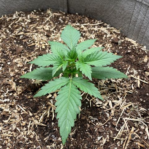Auto Blackberry Kush growlog timeline photo
