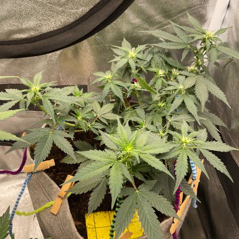 Auto Glueberry OG growlog timeline photo