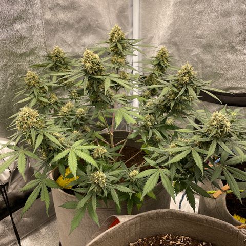 Auto Chem Scout growlog timeline photo